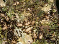 /album/fotogalerie-lovy-beze-zbrane/bg-09-059-jpg/